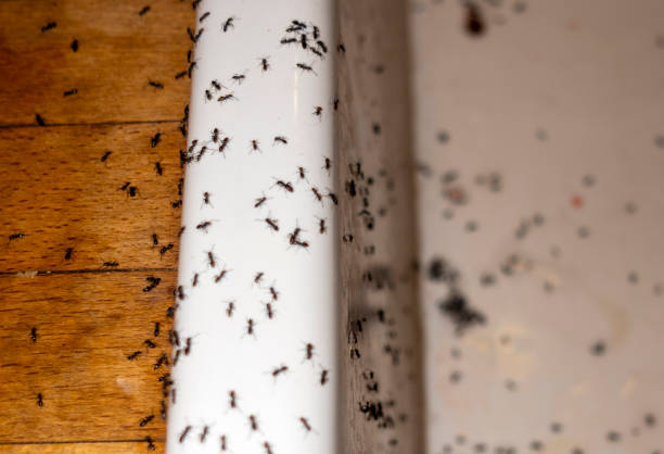 Best Wasp Removal Services  in Winchester, MO